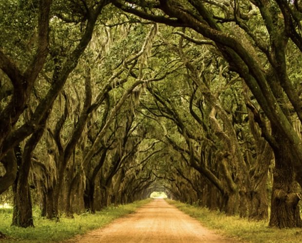 Live oaks on the way to the whitney plantation
