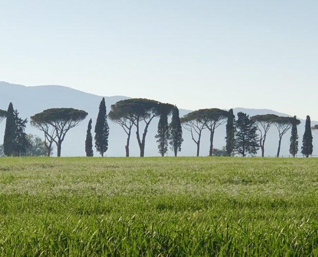 umbrella trees in Tuscany
