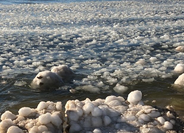 studio happenings and floating snowballs on Lake Michigan