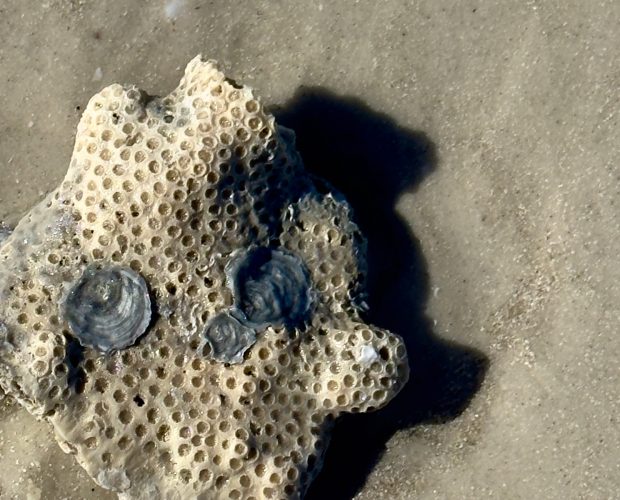 found fossil and shells at Siesta Key. Nature relating to art